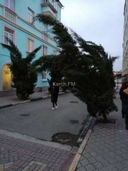 Керчане просят привести в порядок кипарисы после рождественского снегопада