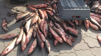 Больше 100 кг рыбы, мясо и молочку отобрали у стихийщиков в Керчи