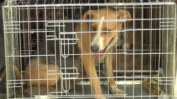 Больше двух миллионов потратят в Керчи на стерилизацию собак и кошек