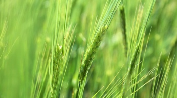 Аграрии Крыма ожидают рекордного урожая зерновых