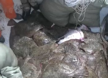 В Черном море пограничники задержали два катера с 900 кг камбалы-калкан  (видео)