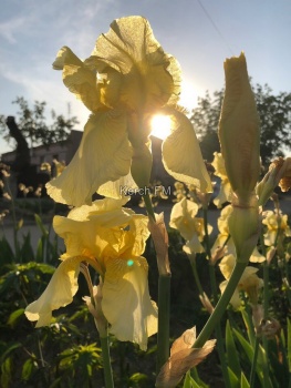 Майские цветы в Керчи – фото от читательницы