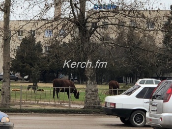 По Керчи гуляют коровы