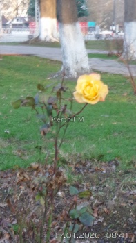 Теплая зима в Керчи – распускаются розы