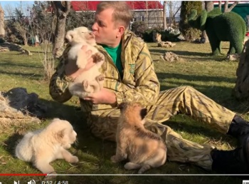 Новости » Общество: Трое необычных львят родились в «Тайгане»