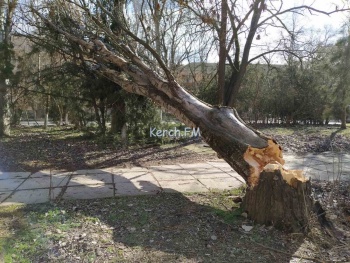 Новости » Криминал и ЧП: В Керчи еще одно дерево упало на пешеходную дорожку