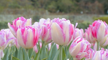 В Никитском ботаническом саду стартует виртуальный Парад тюльпанов