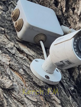 Неизвестные повредили дерево в Керчи, прибив к стволу камеру наружного наблюдения