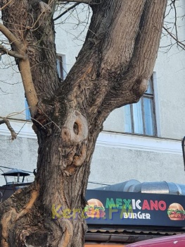 Дерево в Керчи будет жить: камеры наружного наблюдения с него сняли