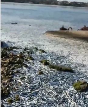 Хамса заполонила море возле поселка в Крыму