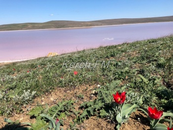 Краснокнижные тюльпаны Шренка зацвели на Опуке