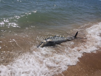 Мертвого дельфина выбросило на пляж на Аршинцевской косе