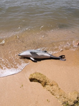 Керчане продолжают находить погибших дельфинов на берегу
