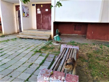 Жильцы керченской многоэтажки наказали кошку, так как она «бессовестная»