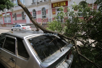 Новости » Криминал и ЧП: В Керчи на автомобиль упала ветка дерева