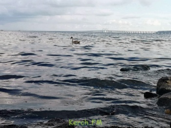 Белый лебедь в черной тине: на «Черепашке» в Керчи продолжает гнить побережье