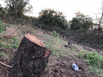 В Аршинцево продолжают вырубать деревья в районе противооползневых работ