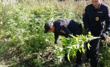 Полиция призывает керчан сообщать, где выращивают и торгуют наркотиками