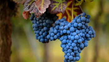 Крымчанам грозит срок за кражу винограда с полей местного завода коньяков и вин