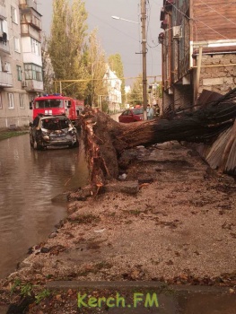 Подпиленное при ремонте дерево упало на газовую трубу и провода и загорелось в Керчи
