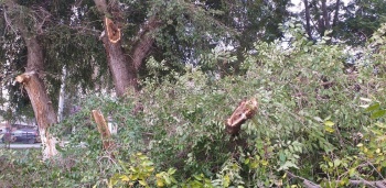 Огромная ветка дерева упала на набережной после дождя