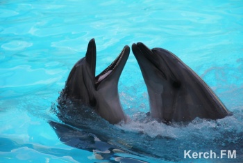 Скорую помощь для дельфинов в Крыму впервые задействуют весной 2021 года