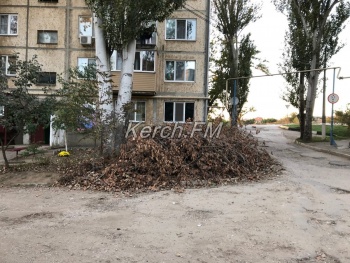 Новости » Общество: «Хотите пожара?», - керчане требуют убрать свалку сухих веток из-под окон