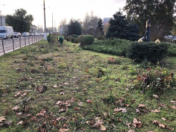 Новости » Общество: Подготовка к зиме: в сквере Молодоженов обрезают розы