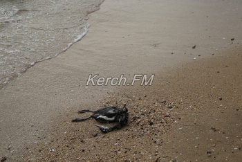 Десятки трупов птиц находятся на побережье в Аршинцево