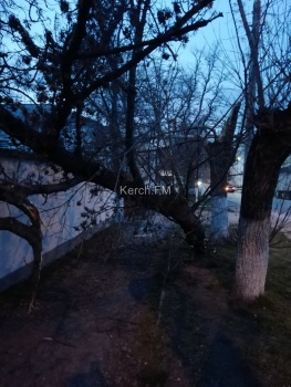 Ветер повалил дерево и информационный щит на Курсантов