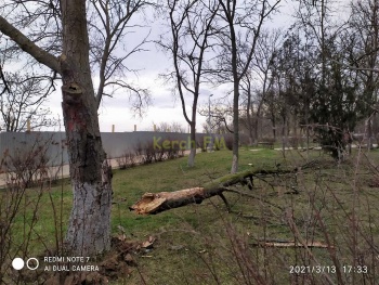 Вовремя неспиленное дерево в Молодежном парке Керчи все же упало