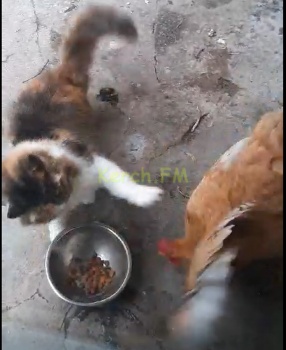 В доме керчан охраняет дом и отбирает корм у кошки курица