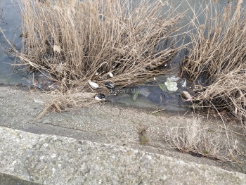 Керчане нашли мертвых птиц в речке Мелек-Чесме