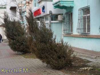 Новости » Общество: Низкий вам поклон: в центре Керчи наклонились туи