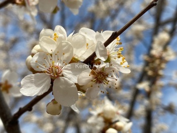Весна пришла: в Керчи зацвели первые деревья