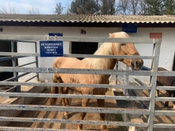 Лошадь откусила палец 5-летней девочке в зоопарке в Крыму