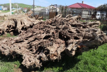 На Десантной улице в Керчи  выкопали 4-метровые корни