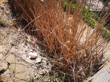 Русло реки Булганак в Керчи: палки, бутылки и грязь в бетоне