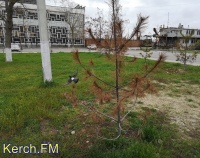 Новости » Общество: В Керчи на Морвокзале погибла часть хвойных деревьев