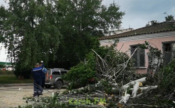 На Шлагбаумской спилили старые деревья