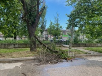 Новости » Общество: В Керчи ветка старого дерева упала на дорогу