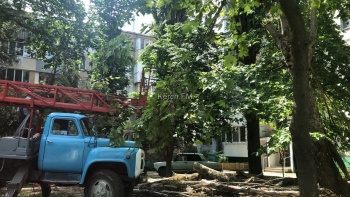 Новости » Общество: Деревья, упавшие во время потопа в Аршинцево, решили наконец убрать