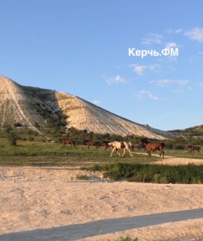 Бесплатное развлечение на вечер: перегон лошадей под Белой Скалой