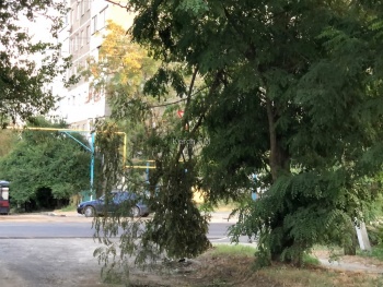 Две огромные ветки свисают над дорогой в Аршинцево
