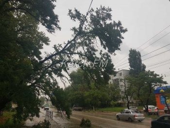 Дерево зависло на проводах над пешеходной дорожкой по Горького