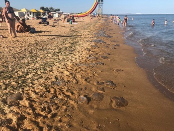 Новости » Общество: Купаться невозможно: берег на горпляже весь в медузах