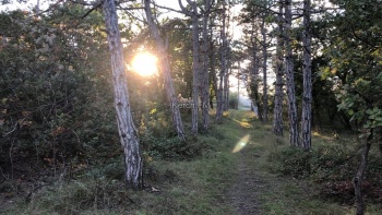 Ранняя осень в керченском лесу – фото от читателей