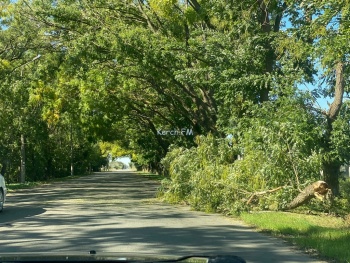 В Керчи на Вокзальном шоссе ветка с дерева упала на дорогу
