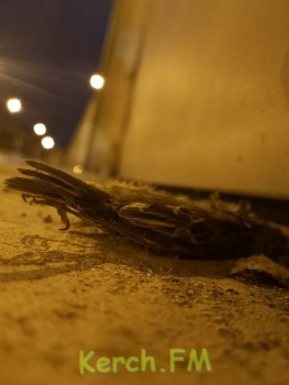 Чистые стекла на путепроводе стали причиной массовой гибели птиц в Керчи