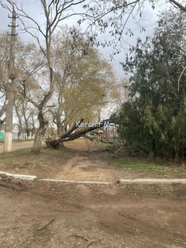 На Гагарина дерево перегородило пешеходную дорожку